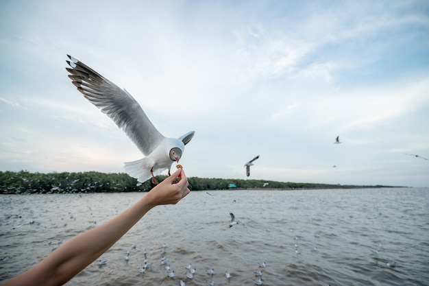 Женщина рукой кормит чайку птицу Чайка летит, чтобы съесть еду из рук