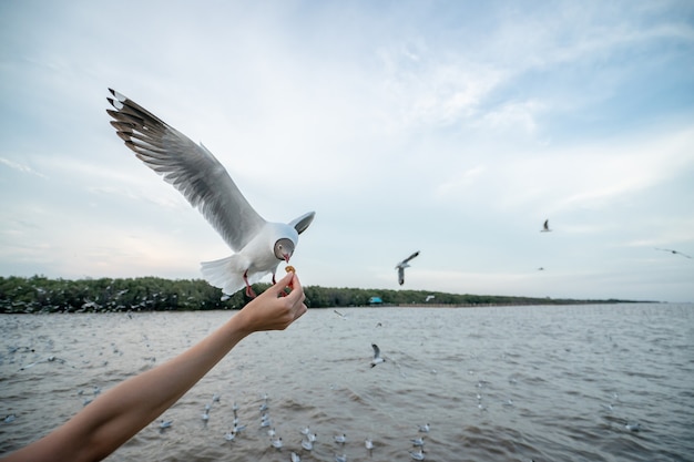 カモメの鳥に餌をやる女性手から食べ物を食べるために飛んでいるカモメ