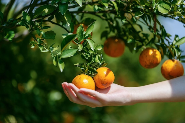 Mano della donna che tiene arance mature che appendono sull'albero di arancio