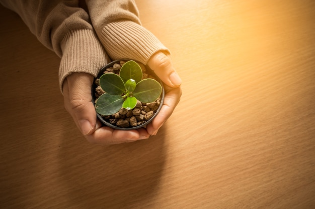 女性の手保持と現代の木製の机の上に植木鉢。