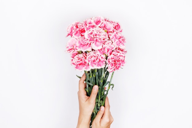 Woman hand hold pink carnation on white background.