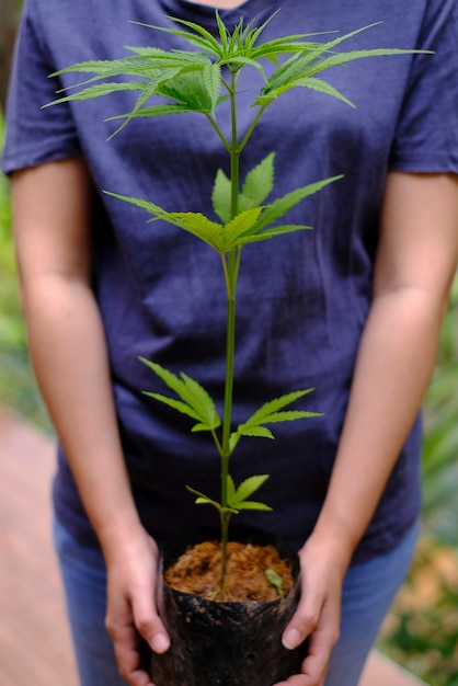 Photo woman hand holding cannabis growing seedling