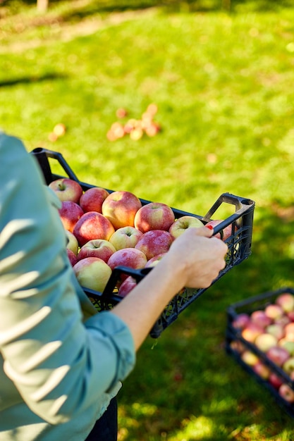 Woman hand holding a crate box with aed ripe apples harvesting fruit from branch at autumn season sunlight local market or supermarket ukraine apples