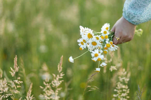 Woman hand holding daisy bouquet in field in evening summer countryside close up Atmospheric moment Young female gathering wildflowers in meadow Rural simple life