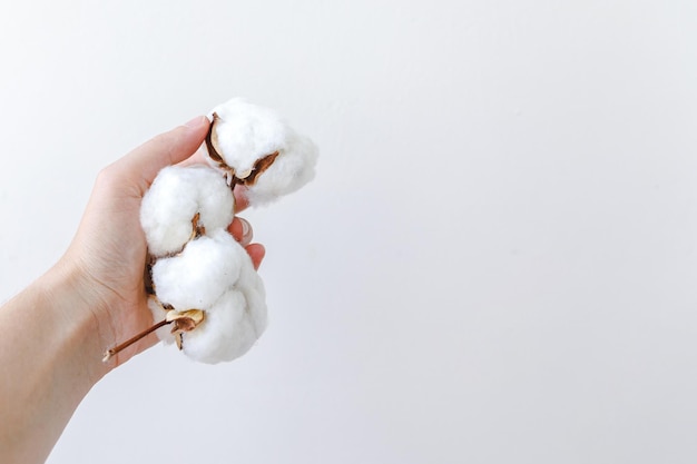 woman hand holding dried white cotton flower isolated on white background fabric cloth softness natu...