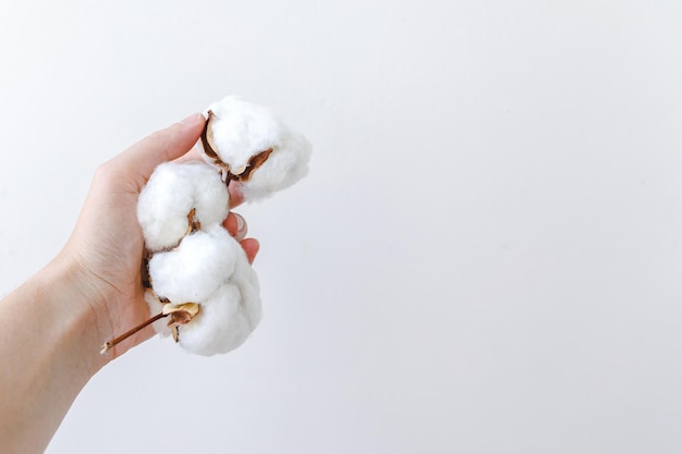 Woman hand holding dried white cotton flower isolated on white\
background fabric cloth softness natu...