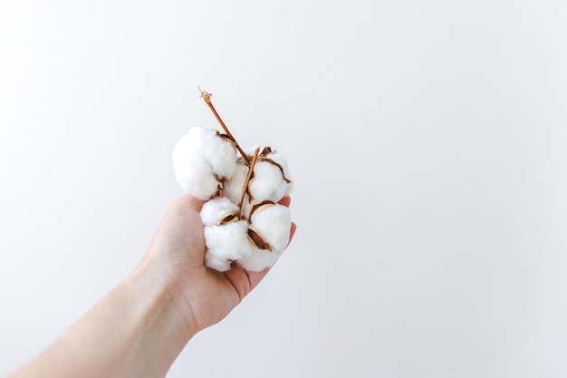 Woman hand holding dried white cotton flower isolated on white background fabric cloth softness natu...