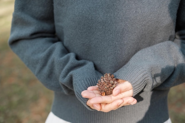 Woman hand holding dry Pine cone seed in the pine tree forest