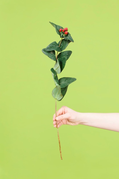 Woman hand holding flower with red berries and green leaves on green background. Flat lay. Flower background.