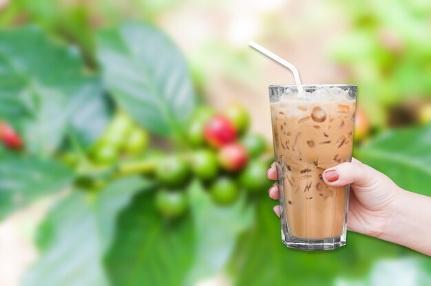 La mano della donna che tiene il vetro ha ghiacciato il caffè sui chicchi di caffè freschi nell'albero delle piante di caffè