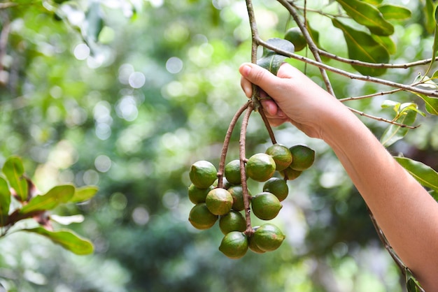 Woman hand holding macadamia nut in natural on the macadamia tree in farm