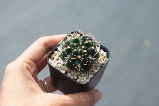 Mano della donna che tiene una pentola di gymnocalicium cactus,