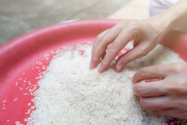 Woman hand holding rice in plastic tray Uncooked milled white rice Rice price in world market World