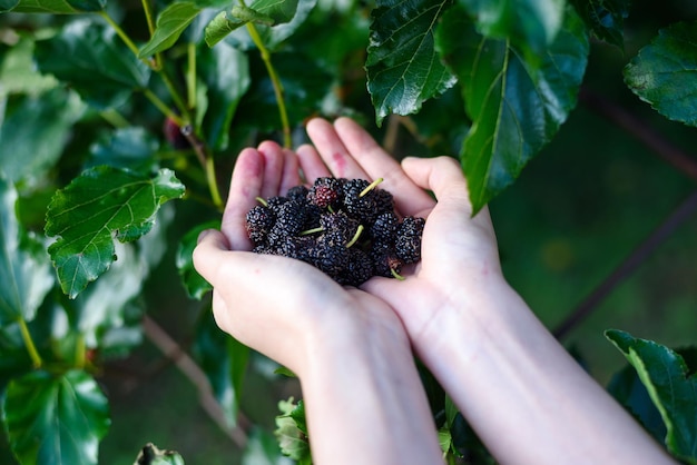 Woman hand holding ripe mulberry fruit under silkworm tree