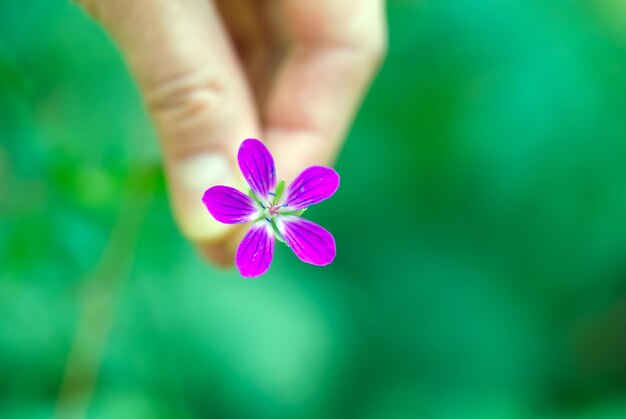 Foto mano della donna che tiene un singolo fiore di cranesbill tuberoso rosa porpora