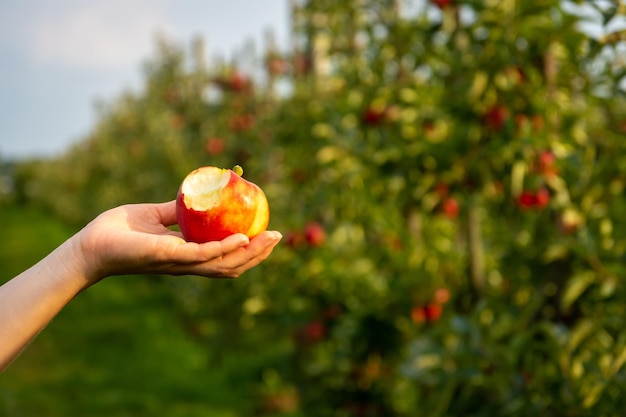 Mano della donna che tiene una mela rossa morsicata saporita nel frutteto dell'albero di mele