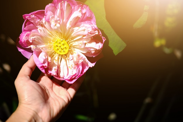 Woman Hand holding Water Lily Flower in fountain pond