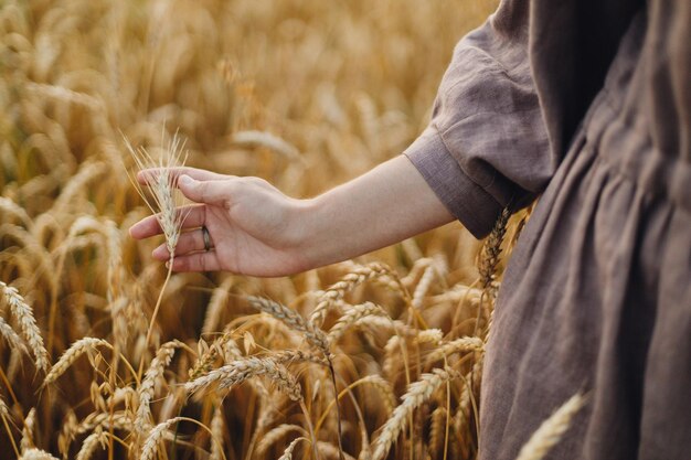 Woman hand holding wheat stem in field close up Grain harvest Female hand touching ripe wheat ears in summer countryside Global hunger and food crisis Rural life atmospheric moment