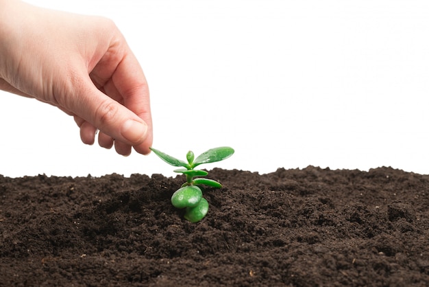 Woman hand holding young green sprout in the ground.