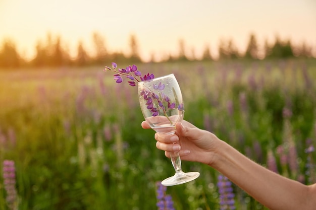 Woman hand holds a glass with lupinus in the meadow at sunset Adaptogenic ayuverdic drink concept Conscious consumption Wellness and natural concept