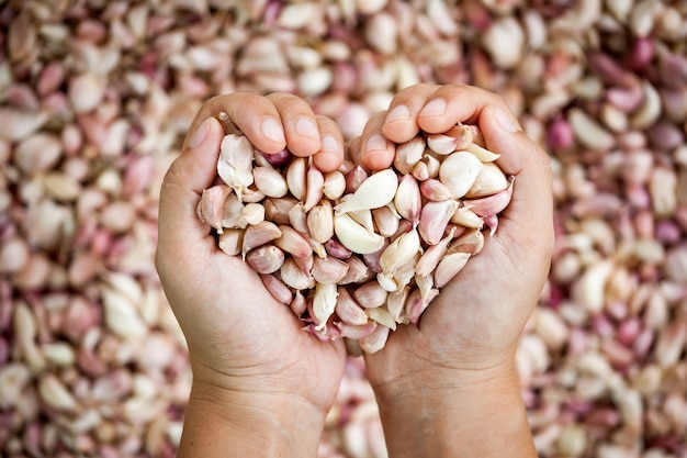 La mano della donna rende a forma di cuore la tenuta dell'aglio fresco