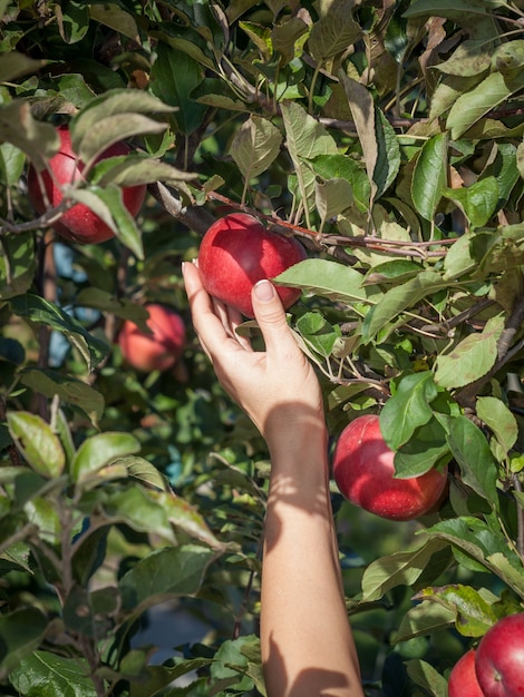 Photo woman hand picking a red ripe apples from a tree in an orchard.