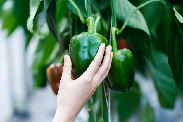 Woman hand picking ripe green bell pepper plantation in farm garden