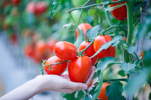 Mano della donna che seleziona i pomodori rossi maturi nell'azienda agricola della serra