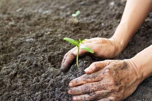 Woman hand planting and protecting young tree on soil background