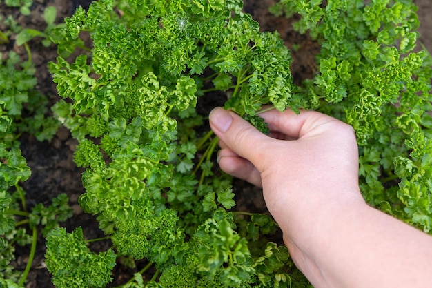 Woman hand plucks the parsley from the garden.