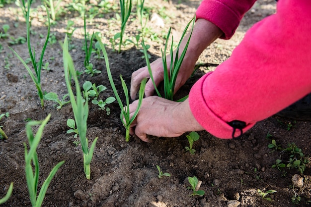 Woman hand pulling out some weeds at garden during spring