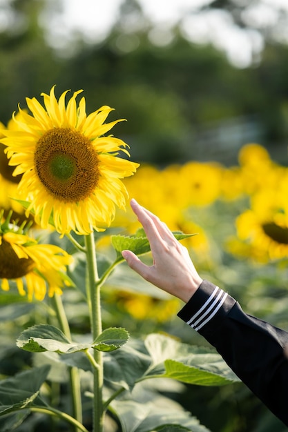 Woman hand reaching forwards to touch sunflower