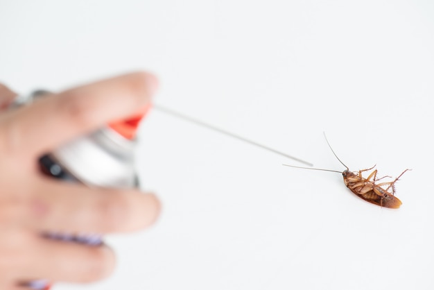 Woman hand spray pesticide to kill cockroach on the floor