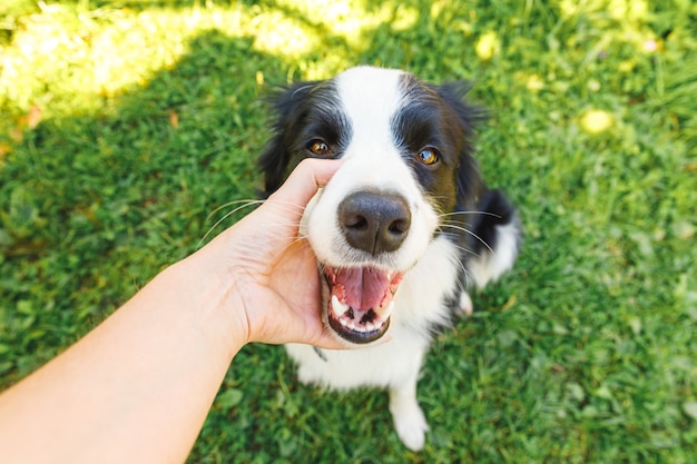 Woman hand stroking puppy dog border collie in summer garden or city park outdoor