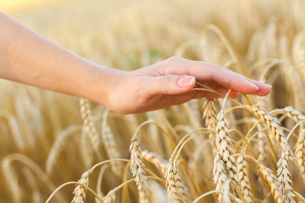 Woman hand touching wheat ears on the field