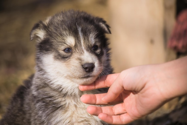 犬と女性の手