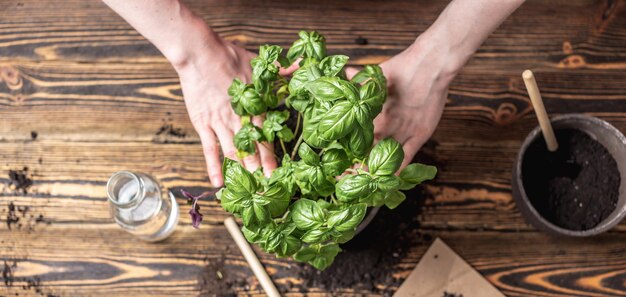 女性の手は、木の背景の上の鍋に緑の植物を植えていますガーデニング農業春の概念上面図