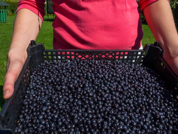 Woman hands carrying wild blueberries in big plastic basket on green meadow grass background in summer day Healthy vitamin food