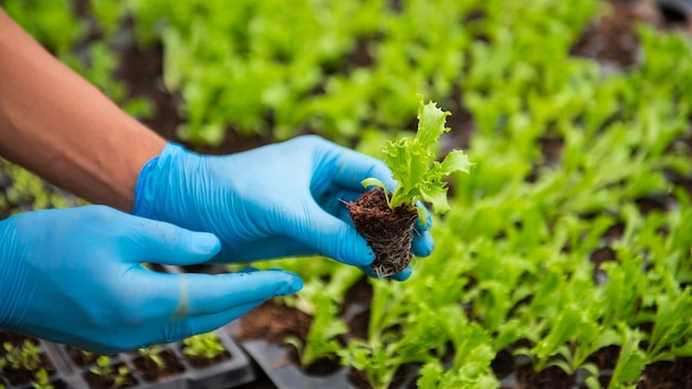 Woman hands gardening lettuce in farm