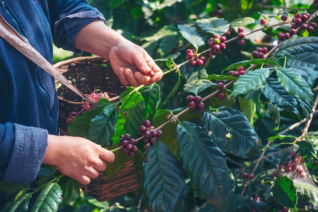 Woman Hands harvest coffee bean ripe Red berries plant fresh seed coffee tree growth in green farm