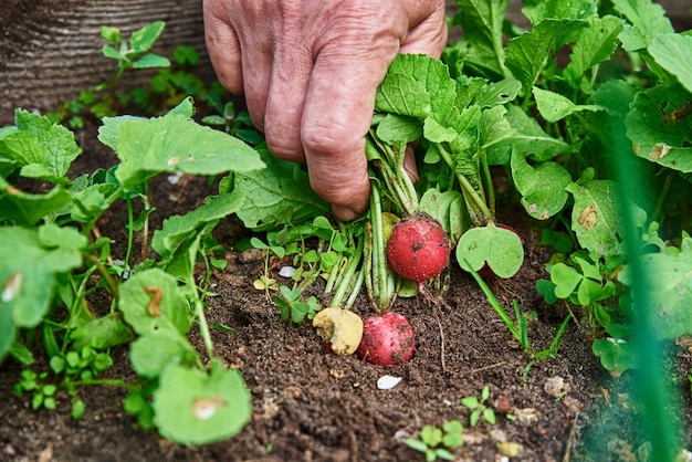 사진 여자 손 은 신선 한 라디시 를 들고 농부 가 정원 에서 유기농 채소 를 수확 하고 있다