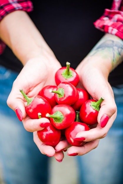 Woman hands hold red peppers in backyard garden
