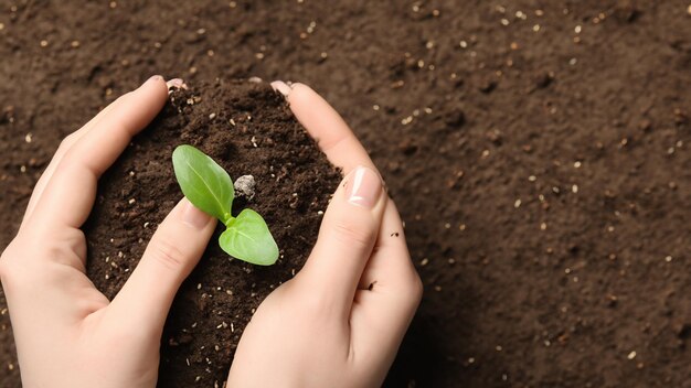 写真 植物 の 種 を 握っ て いる 女性 の 手