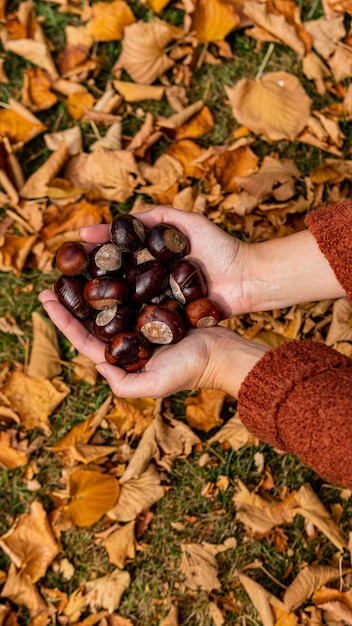 Woman hands holding chestnuts over fall leaves backgroundVertical view