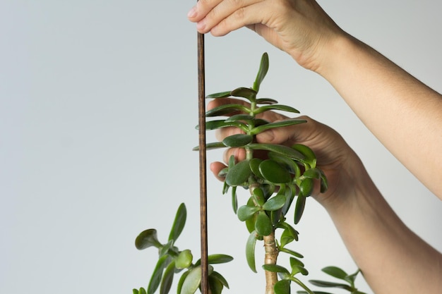 Woman hands holding crassula ovata branch and stick to support plant and do not fall down on the white background