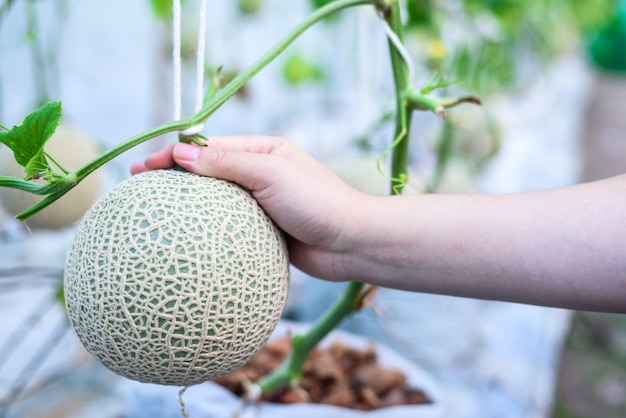 Woman hands holding fresh japanese melon in greenhouse plantation