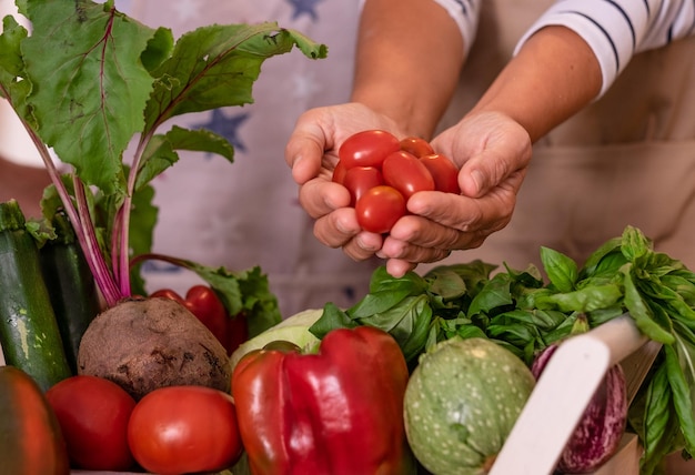 Woman hands holding red small tomatoes. Basket full of fresh and raw vegetables. Healthy, vegan, vegetarian, detox, diet concept