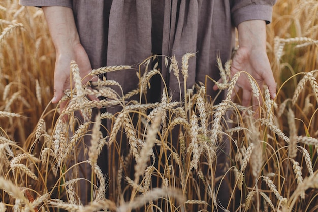 Woman hands holding wheat stems in field cropped view Atmospheric tranquil moment Female in rustic linen dress touching ripe wheat ears in summer countryside Rural slow life Grain harvest