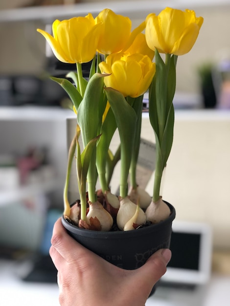 Woman hands holding yellow tulips, vertical image