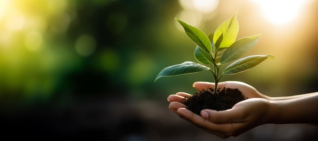 Woman hands holding young plant Nature preservationAgriculture and environment protection concept